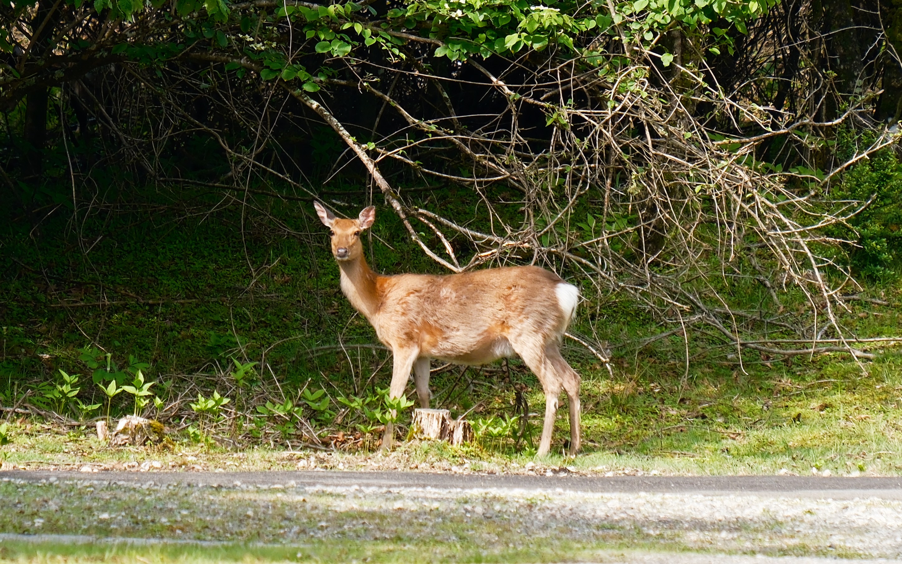 2日目の朝にはシカが出現！